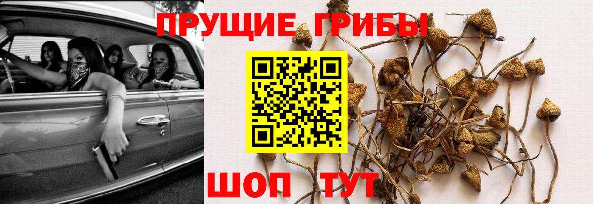 Псилоцибиновые грибы GOLDEN TEACHER  Псилоцибиновые грибы ЛСД  Белореченск  Вход с VPN 